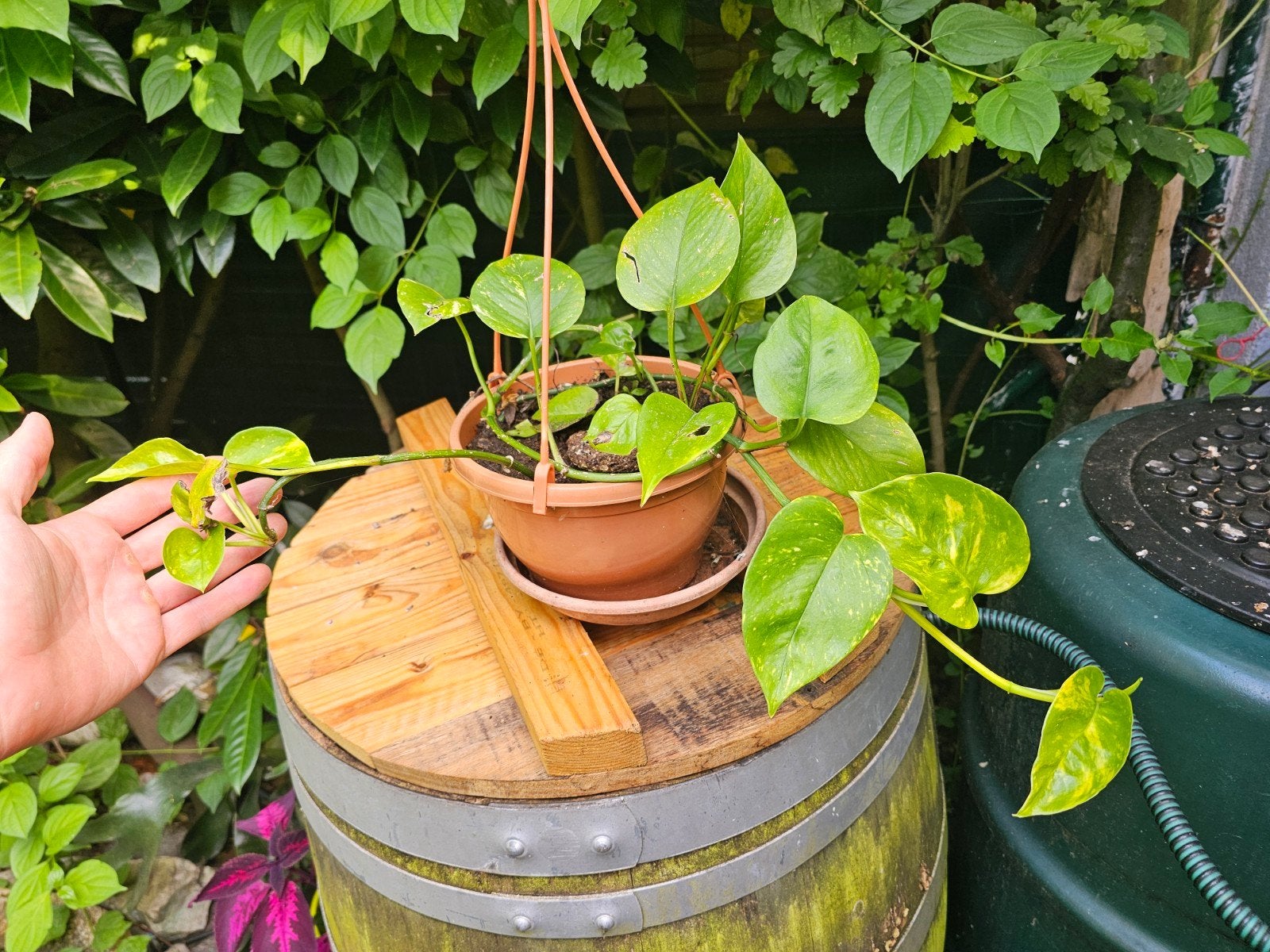 Pothos in een hangpot, Ophalen, Halfschaduw, In pot, Minder dan 100 cm