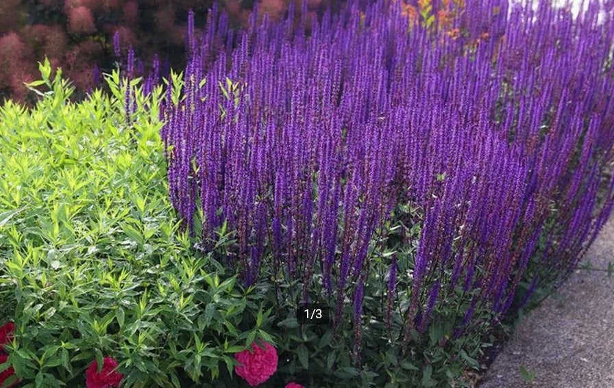 Salvia nemorosa 'Caradonna', Tuin en Terras, Planten | Tuinplanten, Ophalen, Zomer, Vaste plant, Volle zon