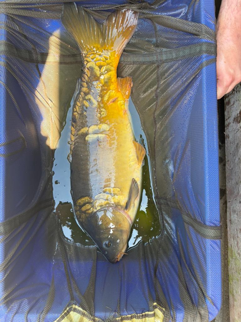 Karpers 5a10kg, Dieren en Toebehoren, Vissen | Vijvervissen, Karper of Koi