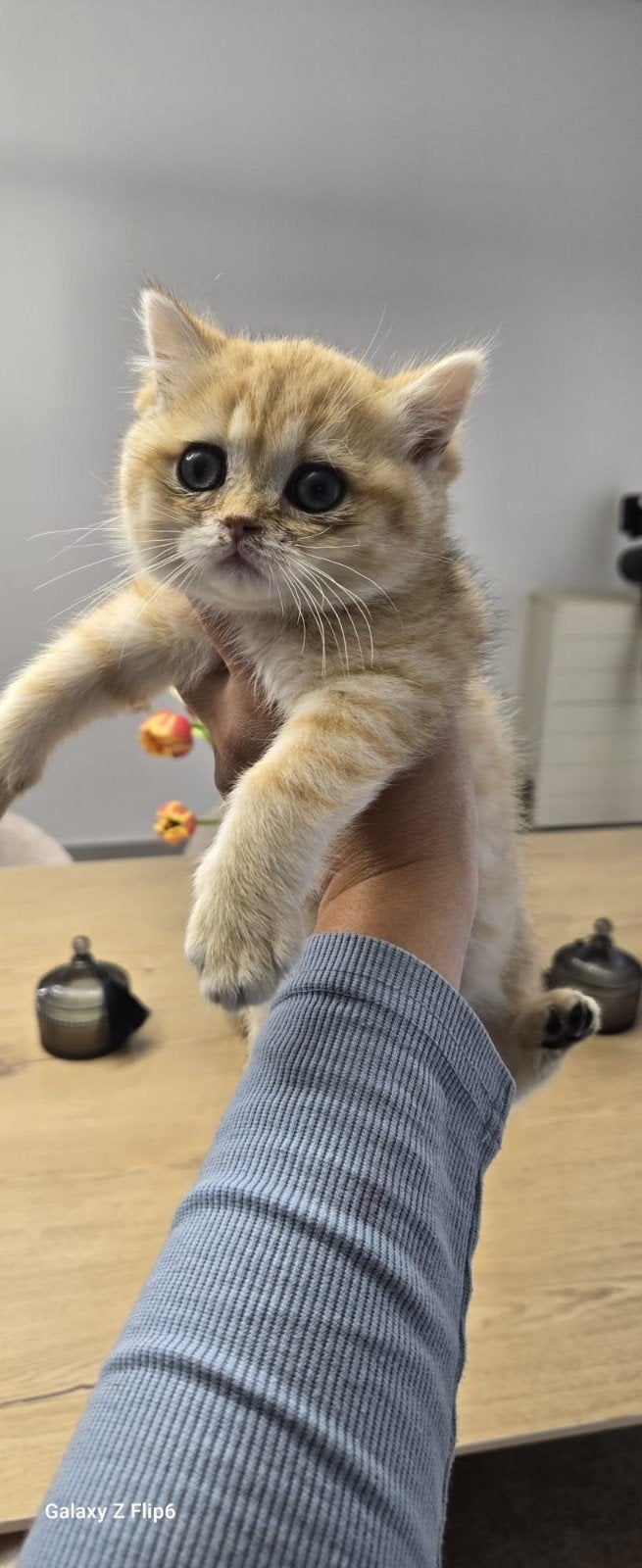 LE CHATON EST SUR LE POINT DE PARTIR !, Chatte ou Chat, Vermifugé, 0 à 2 ans