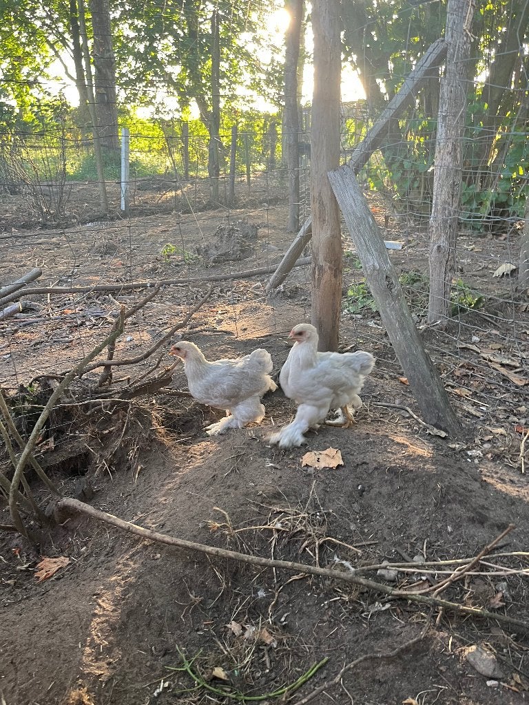 Brahma isabel, Plusieurs animaux, Poule ou poulet