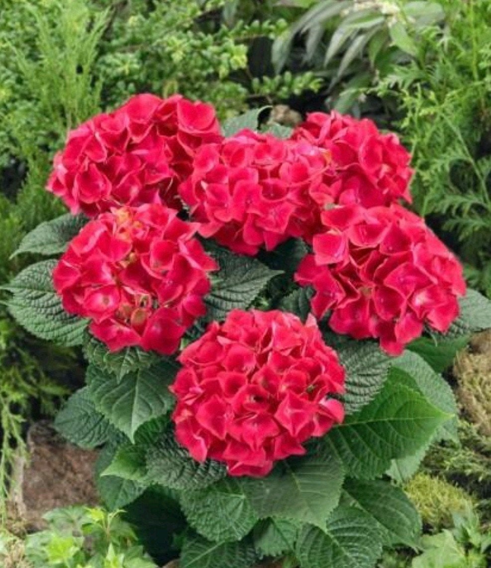 Hydrangea macrophylla soorten, Tuin en Terras, Ophalen, Halfschaduw
