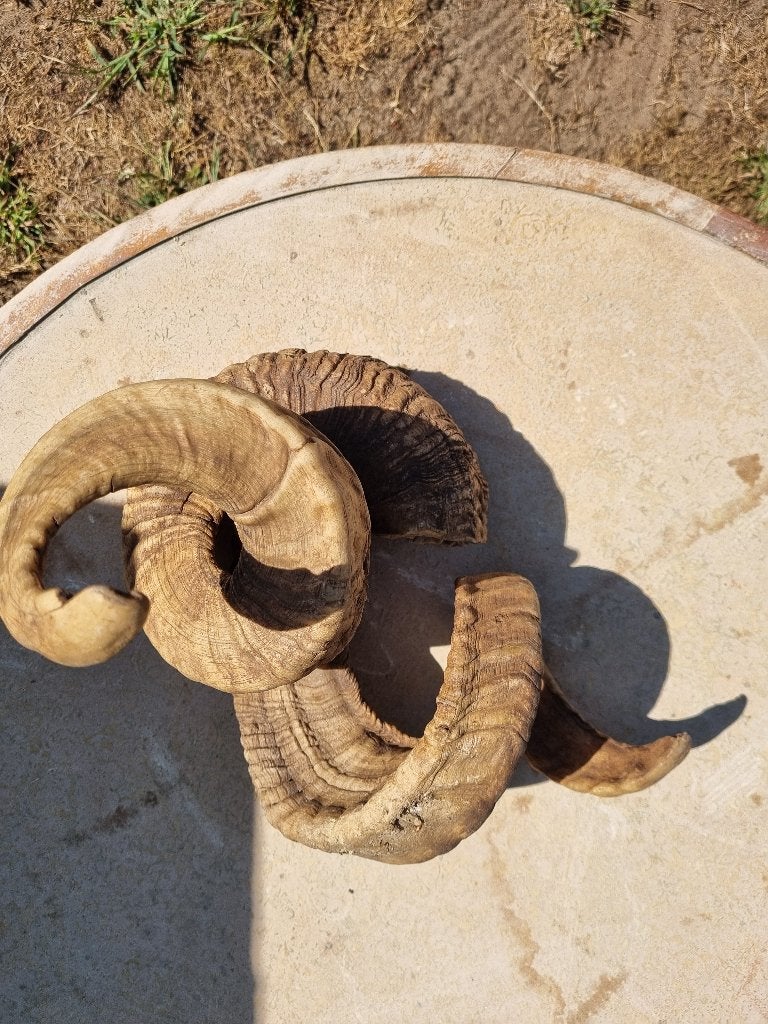 Ramshoorns.2 paar., Antiek en Kunst, Ophalen