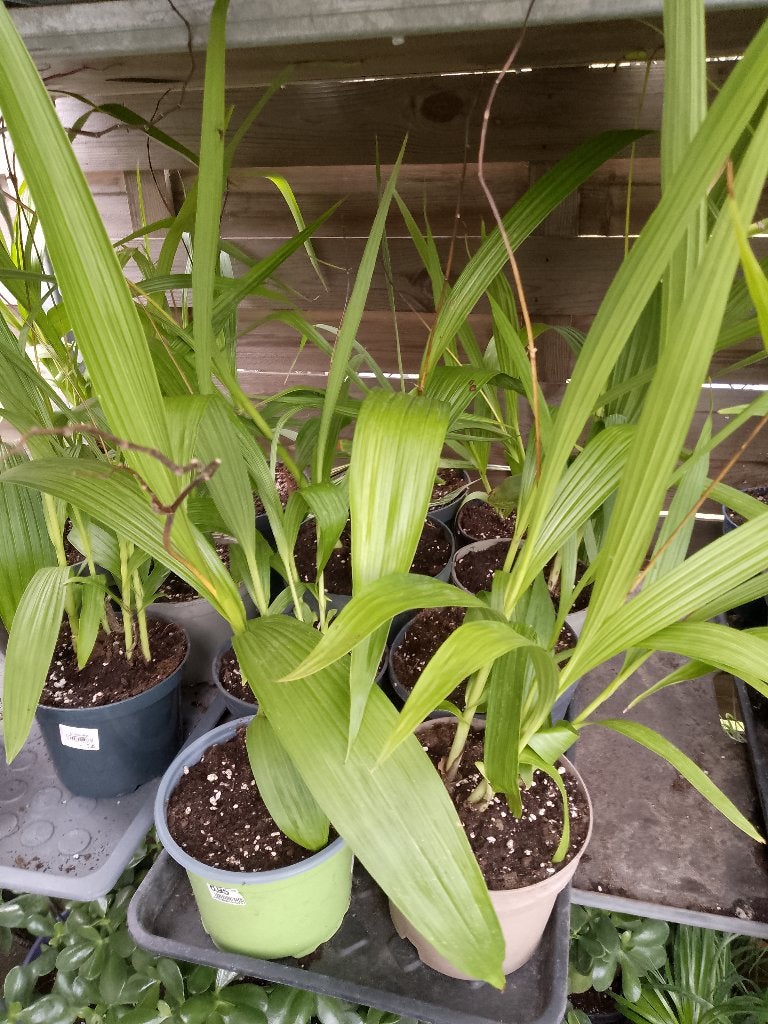 winterharde tuin orhidee, Ophalen