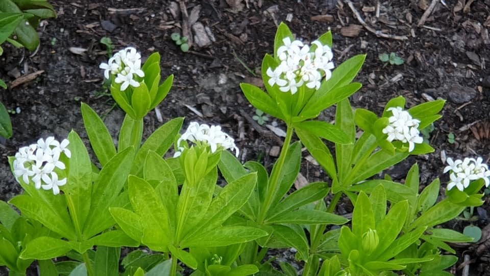 Lievevrouwebedstro bodemdekker, potje of 8, Jardin & Terrasse, Plantes | Jardin, Printemps, Couvre-sol, Enlèvement, Plante fixe