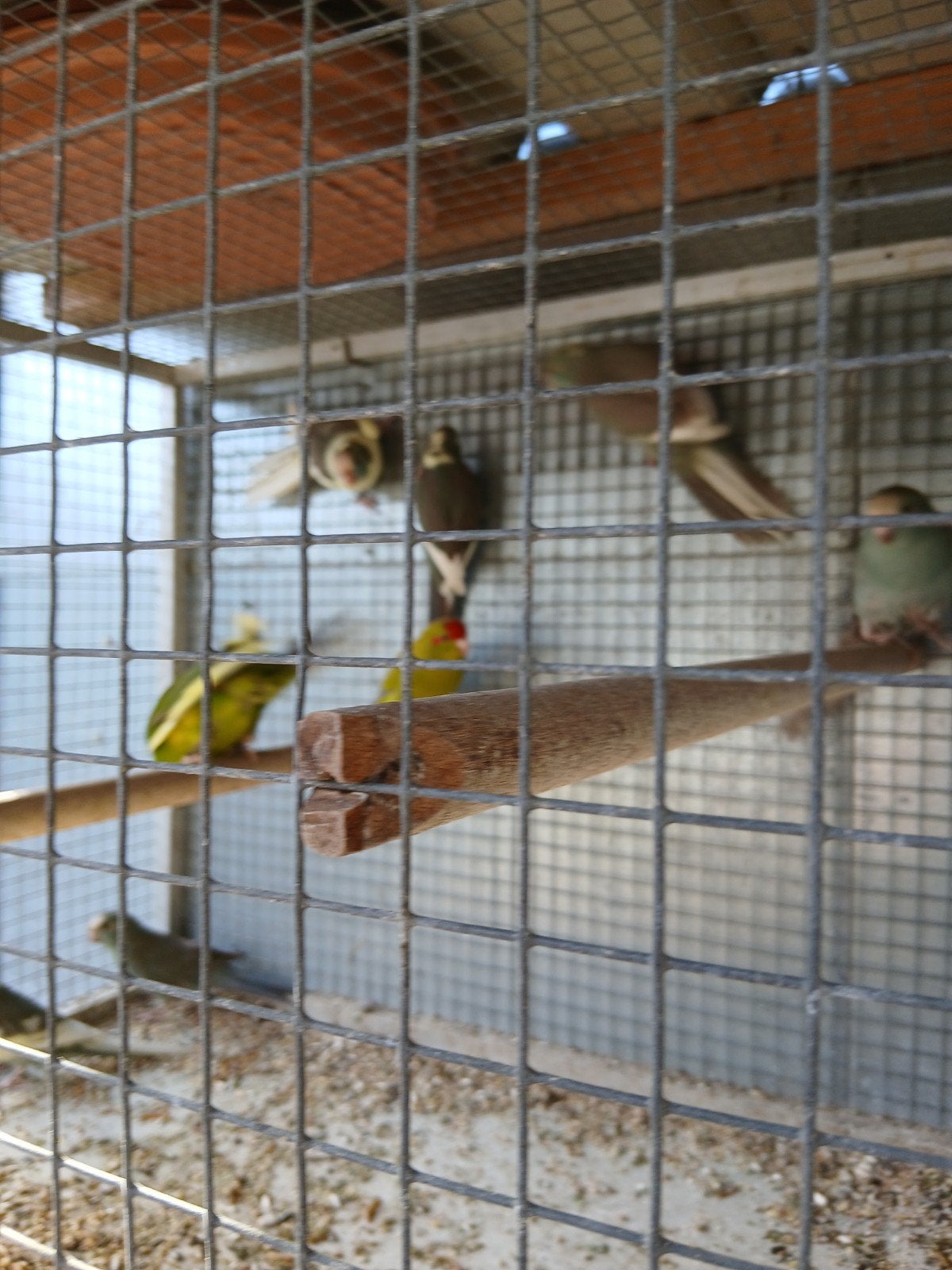 kakarikis, Animaux & Accessoires