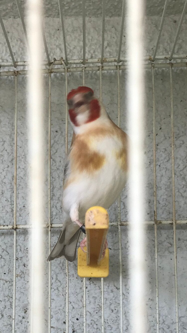 Gorge blanche, Animaux & Accessoires, Oiseaux | Oiseaux Autre, Femelle