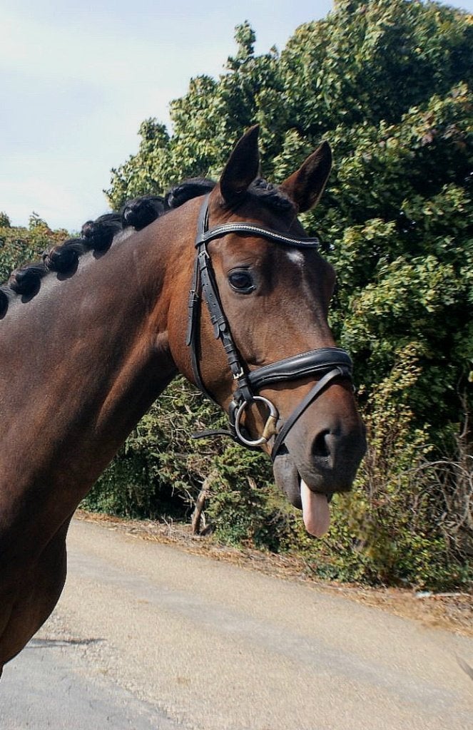 Leuke kwpn ruin, Dieren en Toebehoren, Paarden, Ruin, 7 tot 10 jaar, 160 tot 165 cm, Recreatiepaard