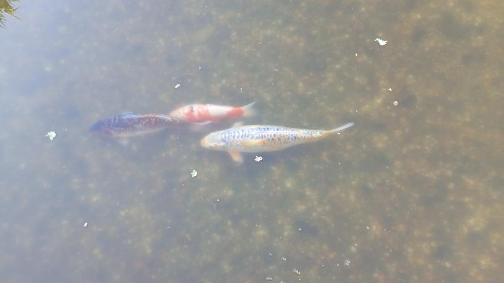 Koi- schubunkin- goudwinde, Dieren en Toebehoren