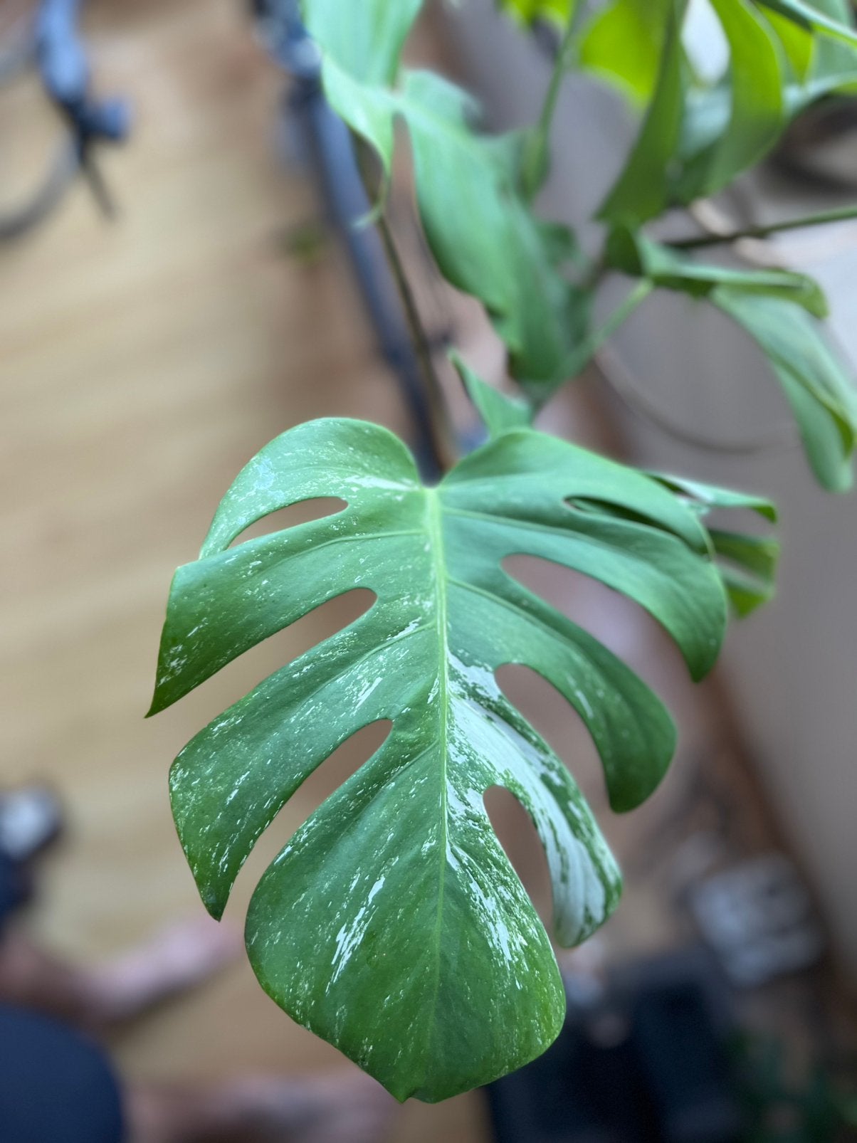 monstera deliciosa variegated, Maison & Meubles, Plantes d'intérieur, Ombre partielle, En pot, Enlèvement