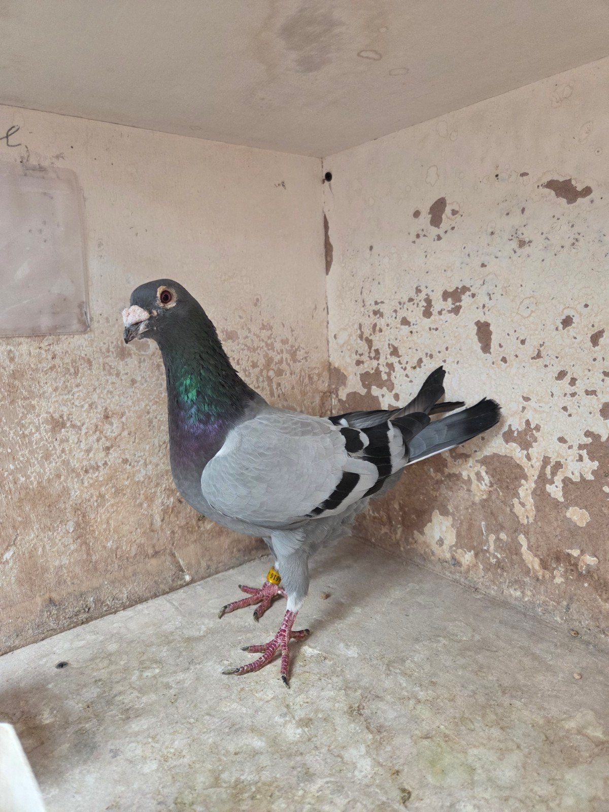 À vendre : un coq 2019, Animaux & Accessoires, Oiseaux | Pigeons