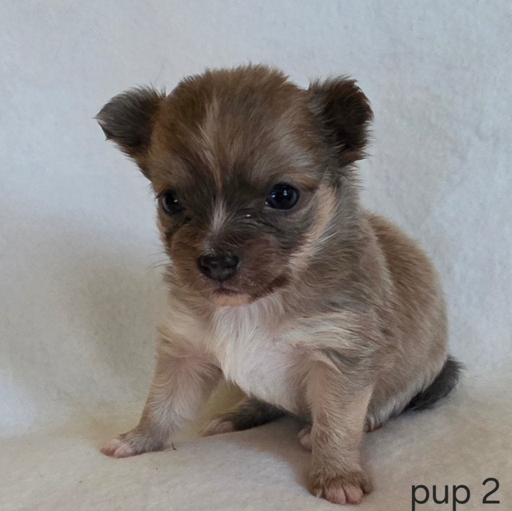 Chihuahua pups, Parvo, België, Particulier, 8 tot 15 weken