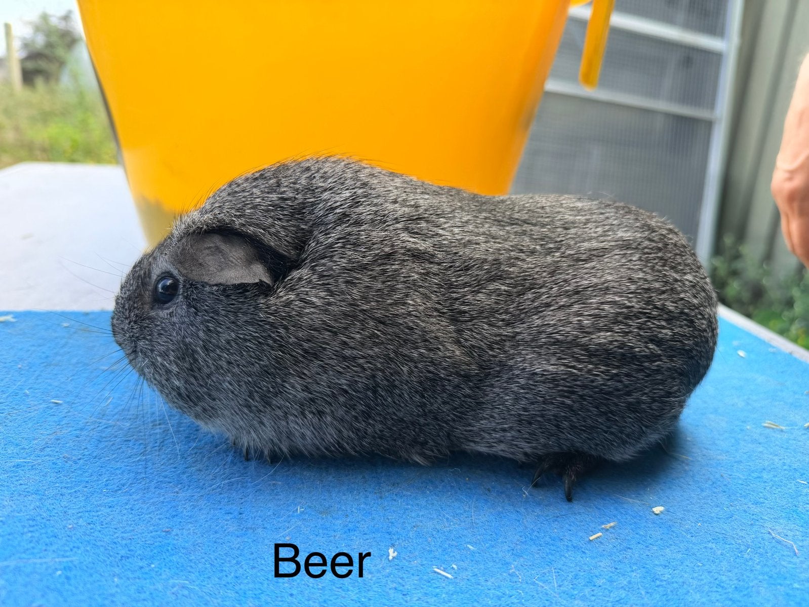Gladhaar zilveragouti koppel, Animaux & Accessoires, Rongeurs, Avril, Plusieurs animaux, Cobaye