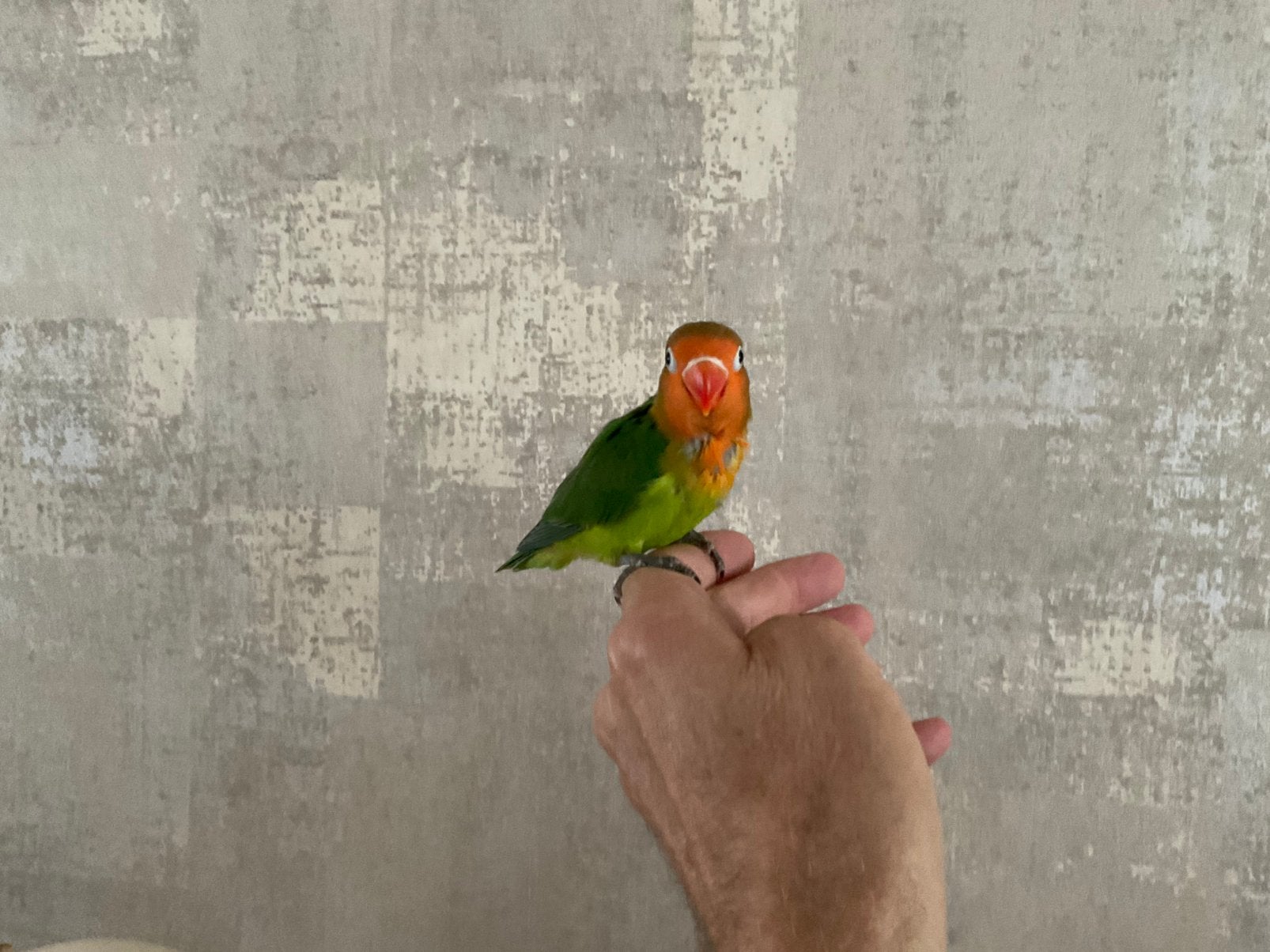 Jonge agapornis ficherie, Animaux & Accessoires, Oiseaux | Perruches & Perroquets, Sexe inconnu, Perroquet nain ou Inséparable