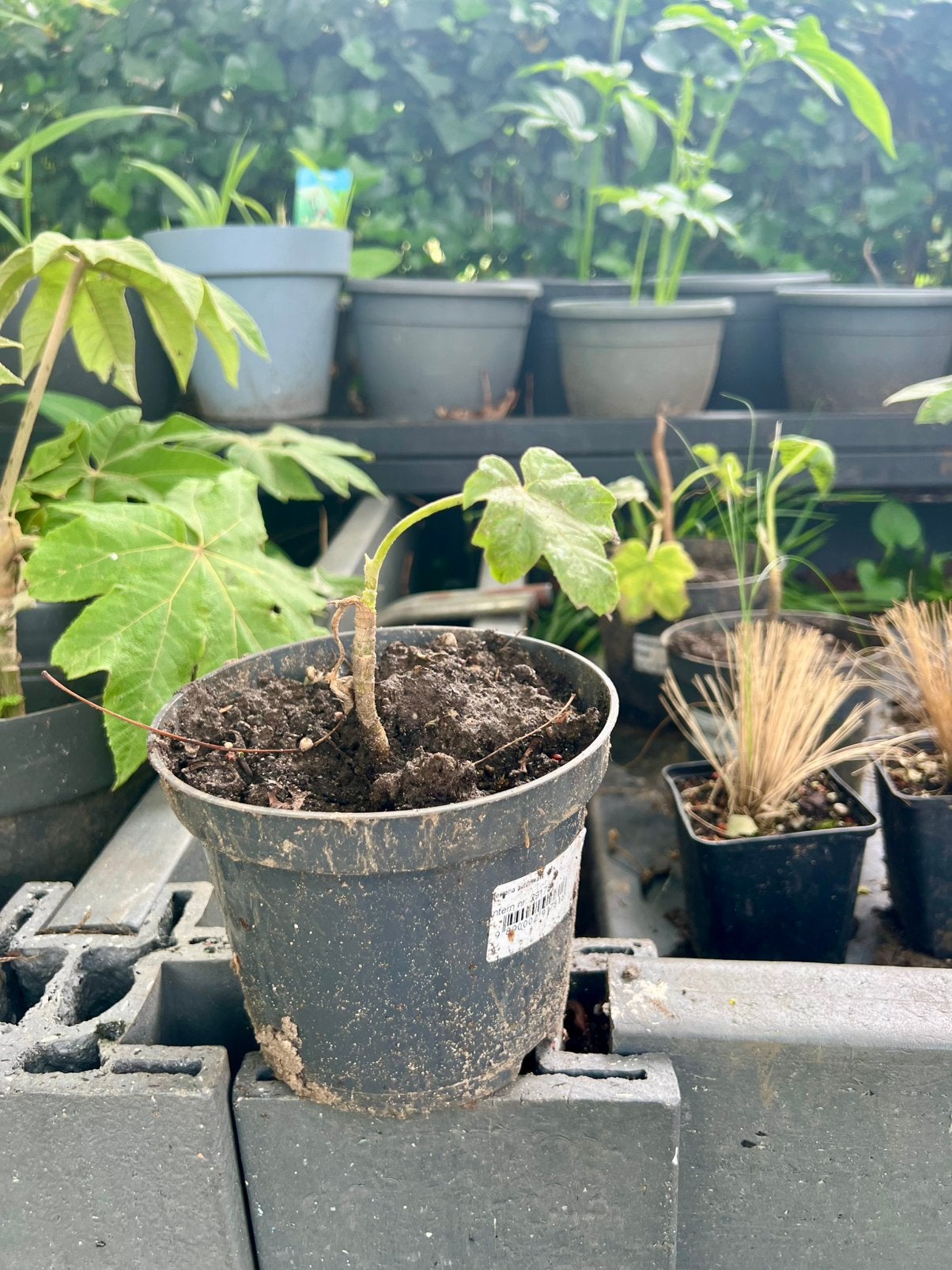 papierrijstplanten, Tuin en Terras, Ophalen