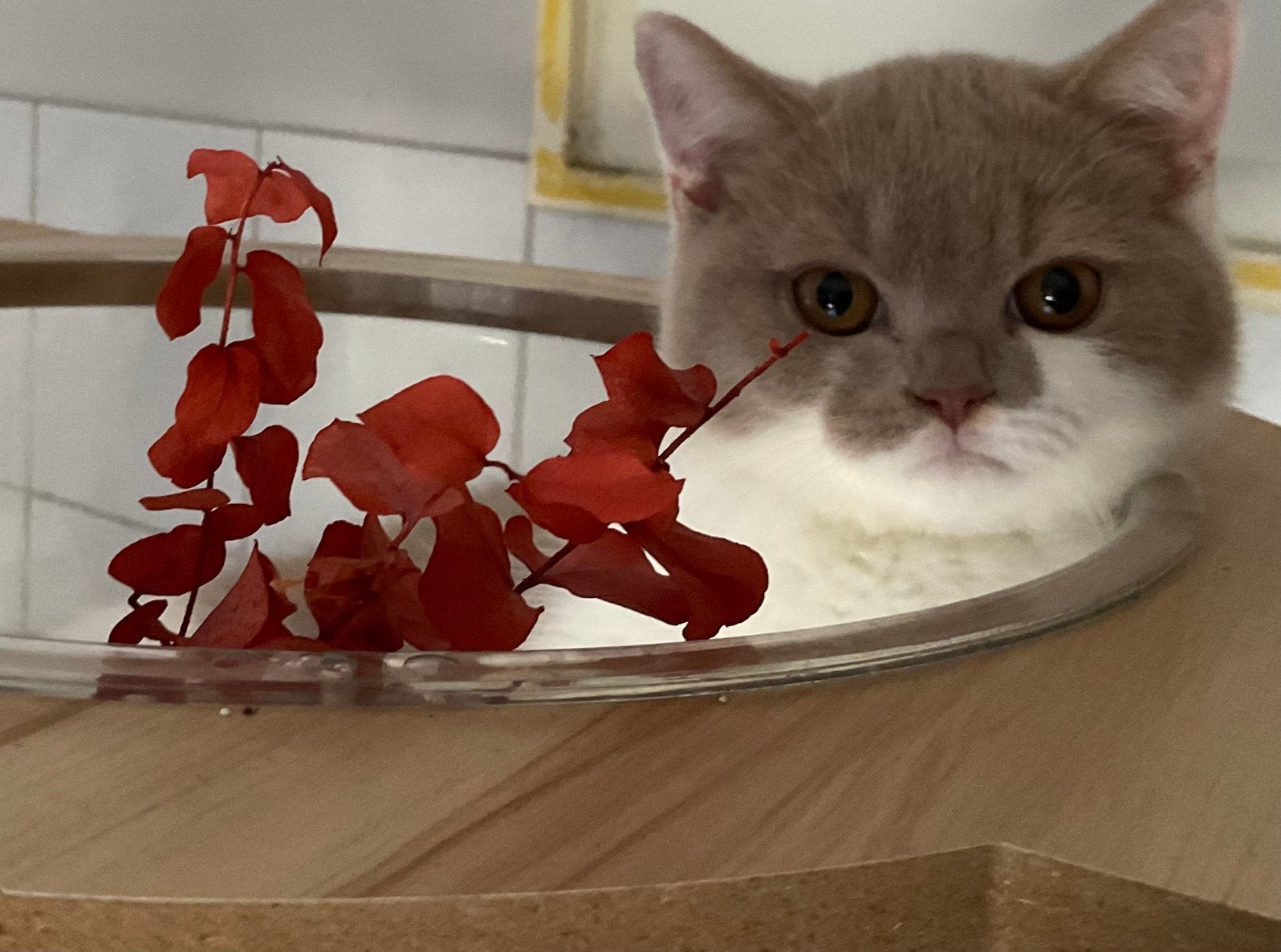Exclusieve Britse Korthaar kittens Bicolor met stamboom, Dieren en Toebehoren, Katten en Kittens | Raskatten | Korthaar, Poes