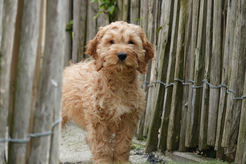 Prachtige abrikoze Cockapoo pups (100% Belgisch), Dieren en Toebehoren, Honden | Retrievers, Spaniëls en Waterhonden, Meerdere dieren