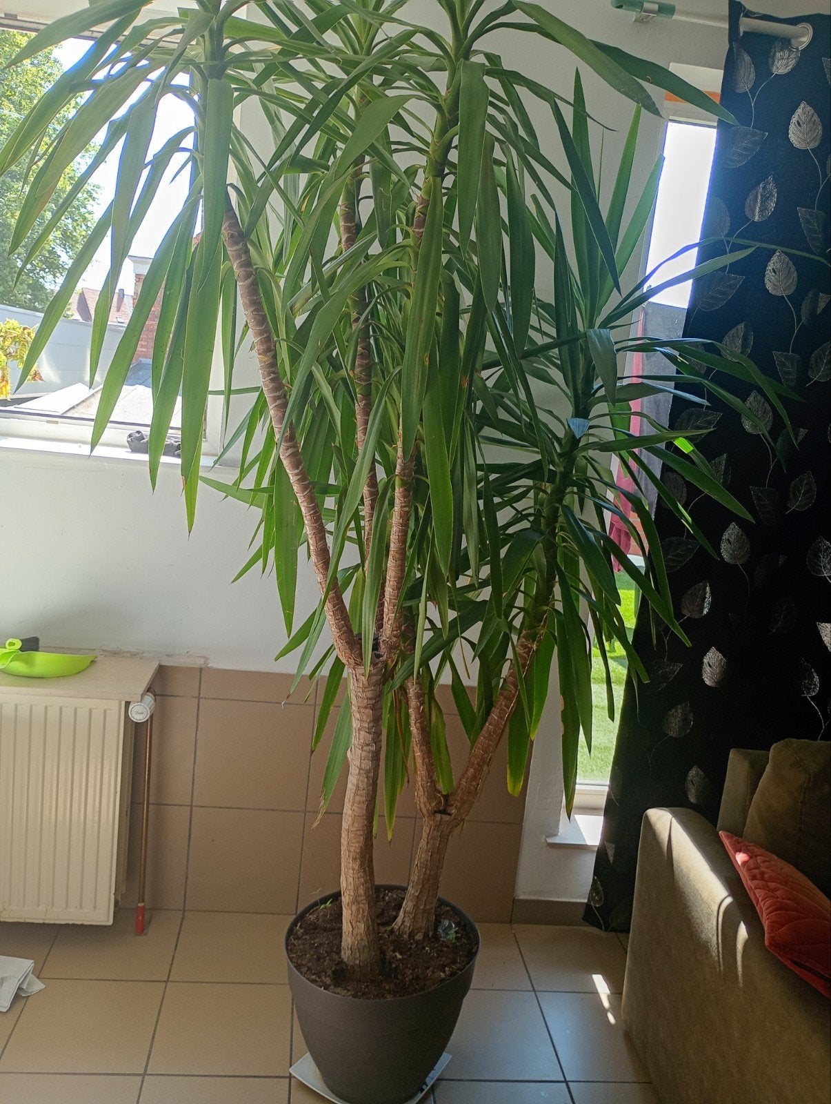 Yucca elephantipes, Maison & Meubles, Plantes d'intérieur, Enlèvement, Yucca