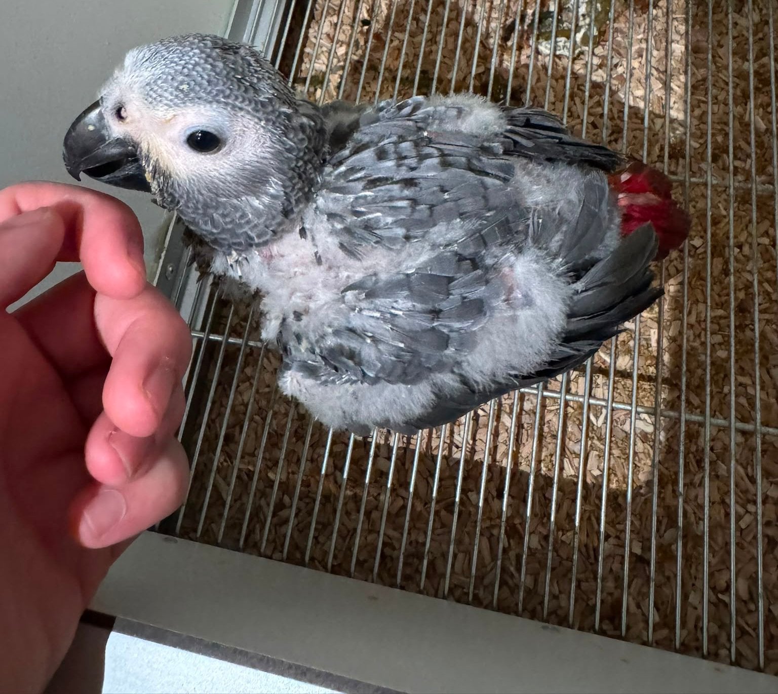 Baby grijze roodstaart, Papegaai, Geringd