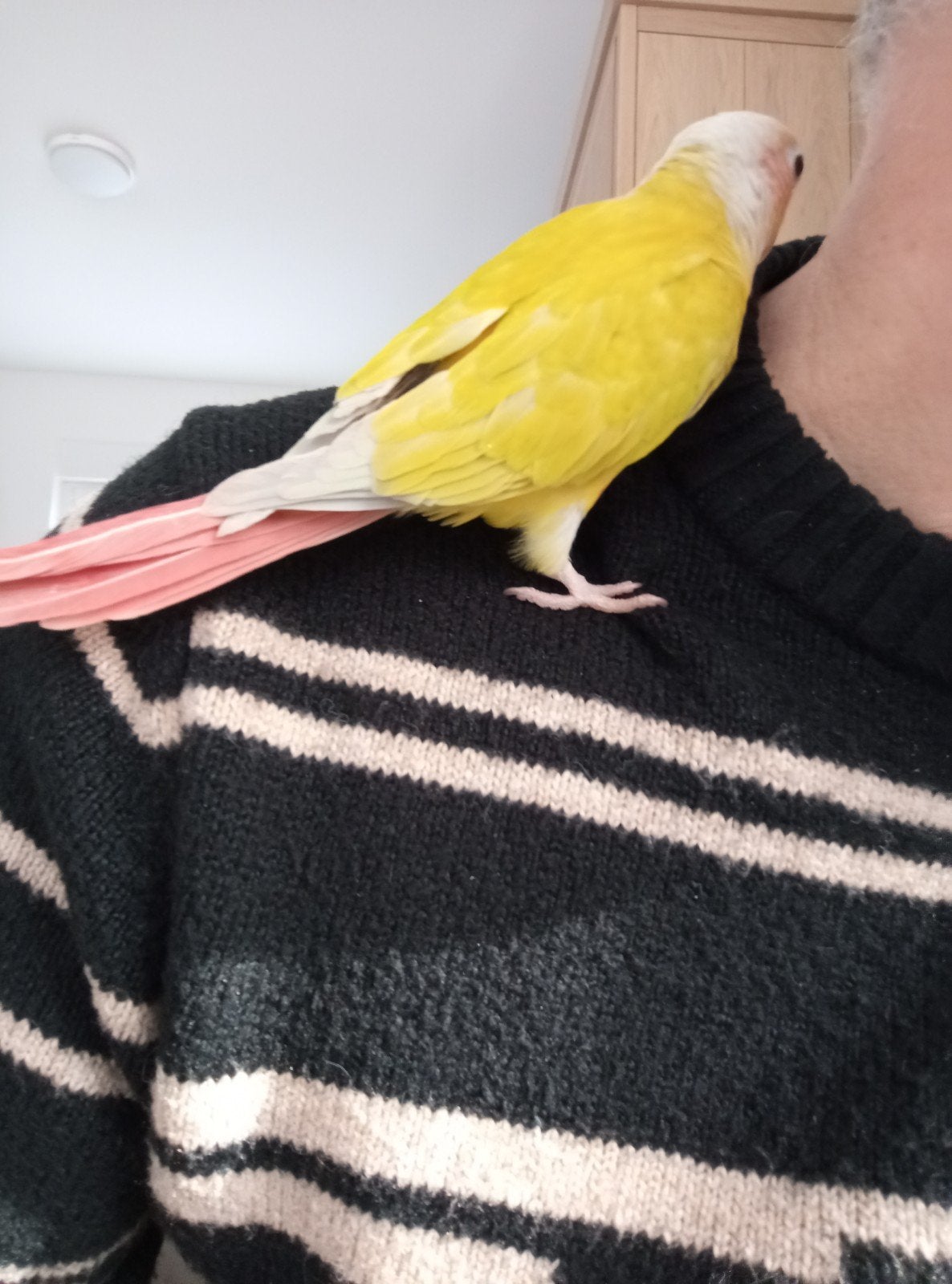 Conure sunsheek, Animaux & Accessoires, Perroquet, Parleur