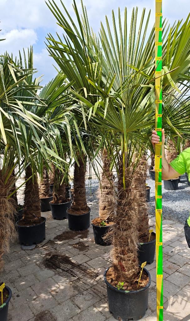 Palmier Trachycarpus Fortunei, Enlèvement, Palmier