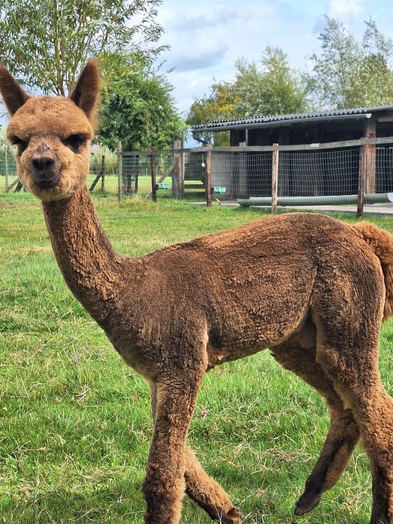 Jument alpaga, Animaux & Accessoires, Animaux Autre, Juin, Femelle