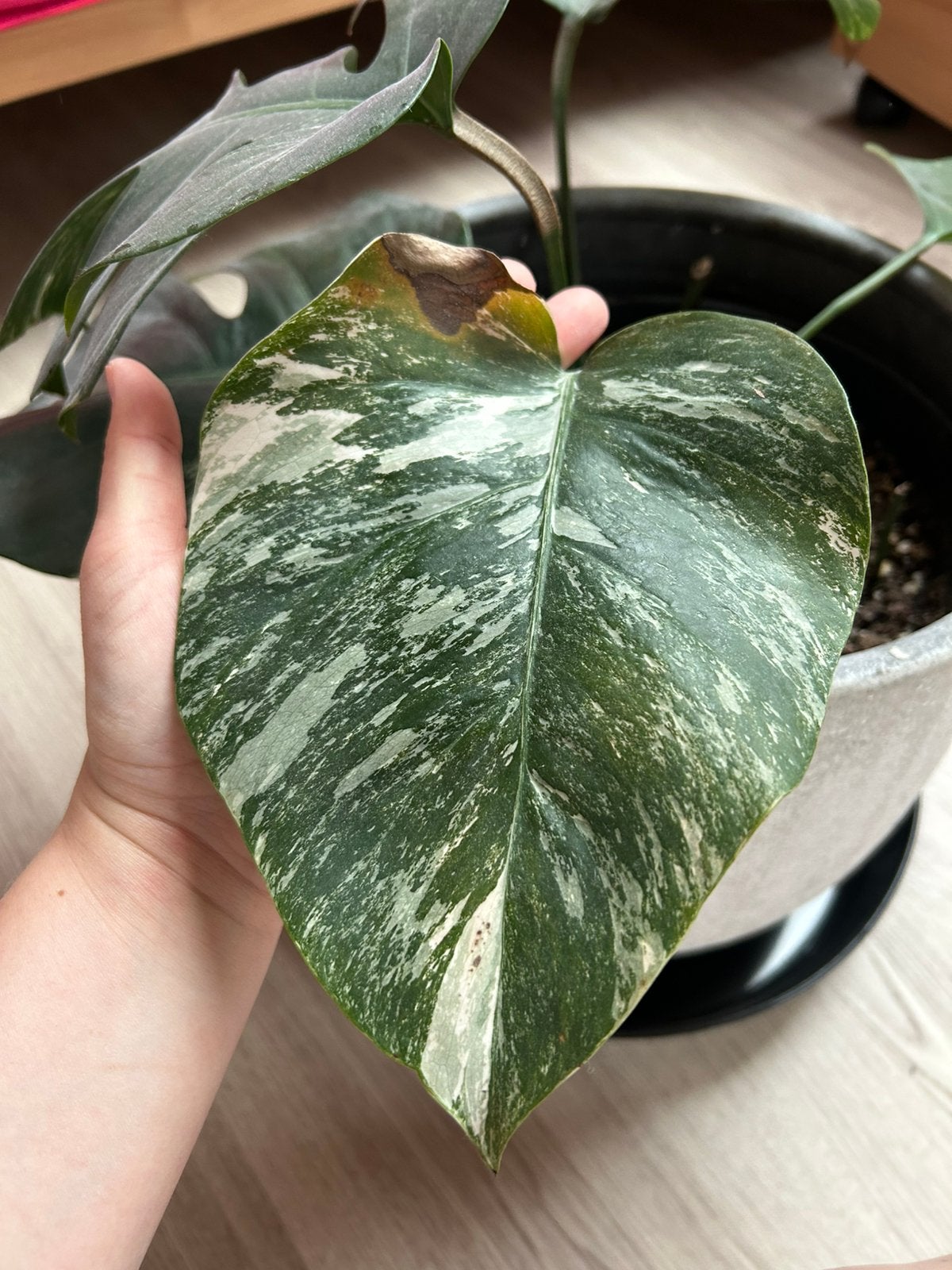 Monstera deliciosa Variegata Albo, Ophalen of Verzenden