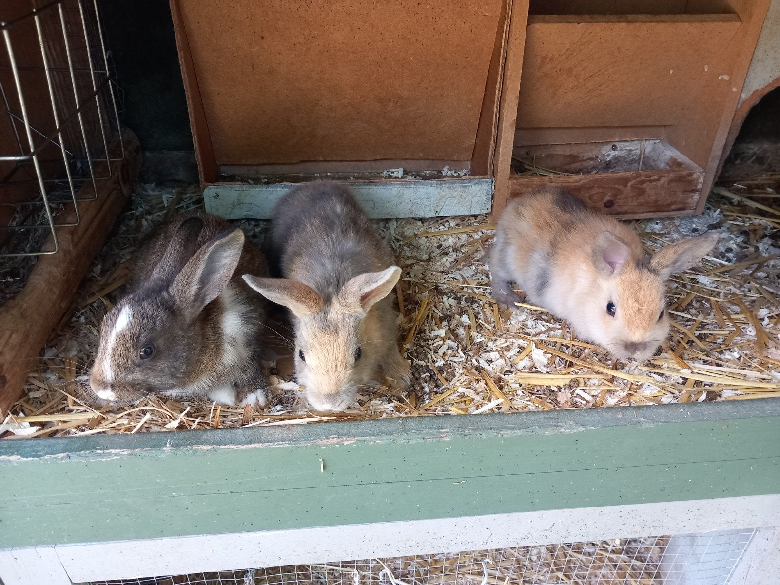 Dwergkonijnen, Dieren en Toebehoren, Meerdere dieren, Dwerg