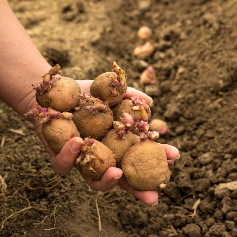 Plant-aardappelen, Zakelijke goederen, Ophalen of Verzenden