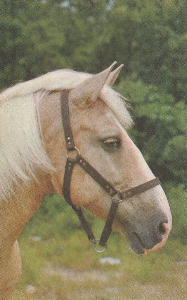 PAARD, Verzamelen, Ophalen of Verzenden, Ongelopen, Paard