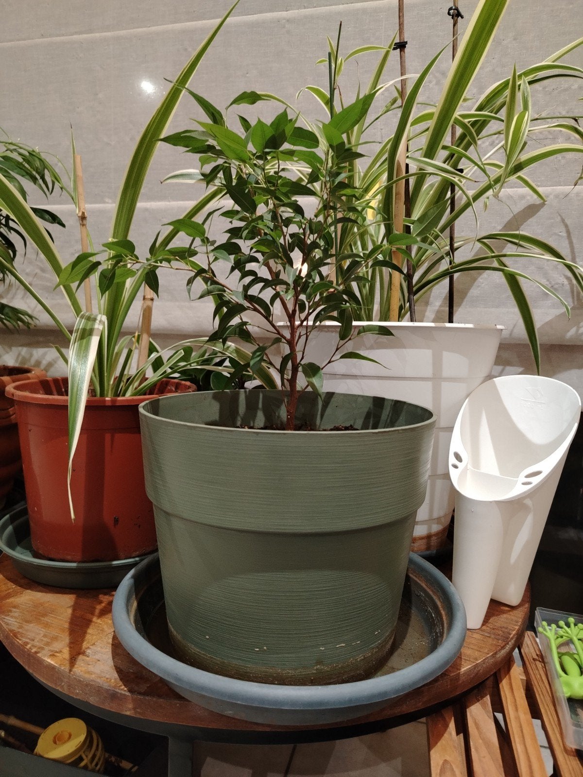 Petit ficus avec pot et secoupe., Maison & Meubles, Enlèvement