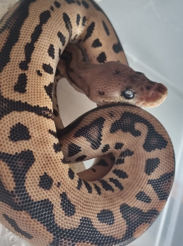0.1 black pastel batman (od) 66% het piebald Ball Python - female for sale from Mex