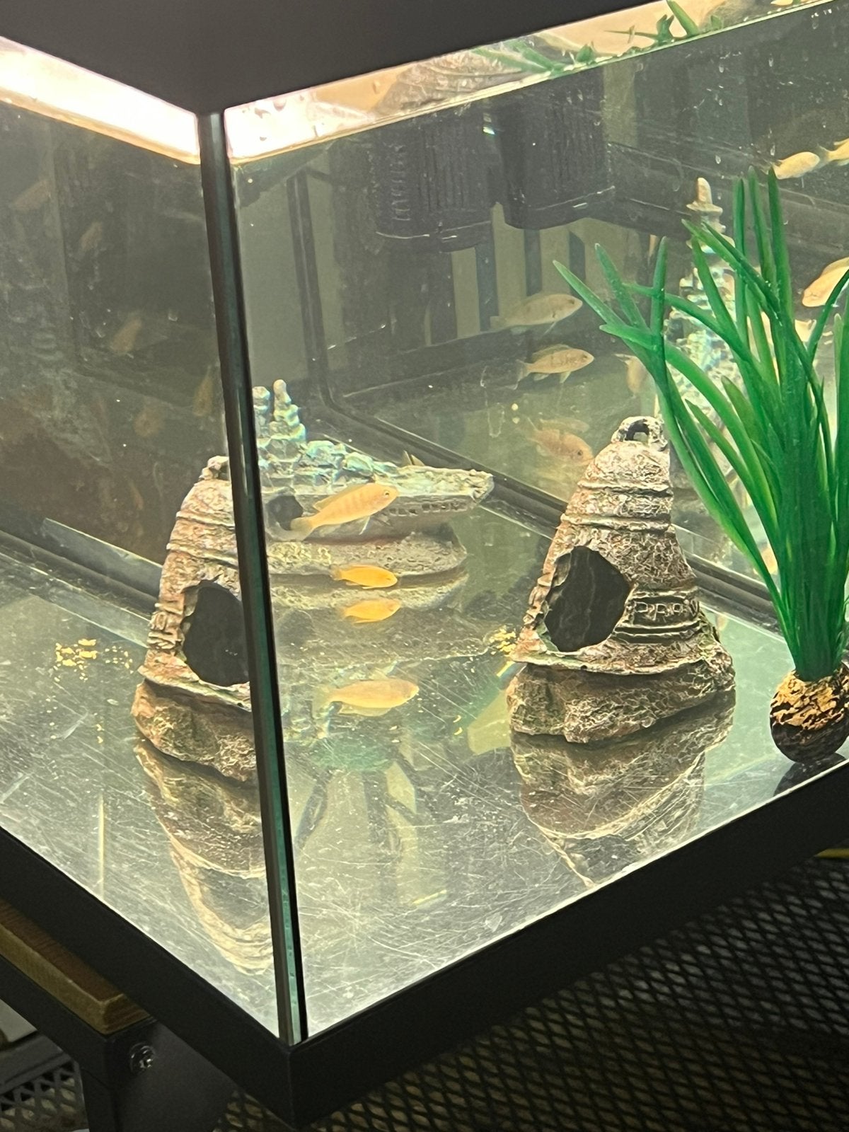 Aquarium met malawi cichliden, Dieren en Toebehoren, Vissen | Aquaria en Toebehoren, Ophalen, Pomp, Zo goed als nieuw