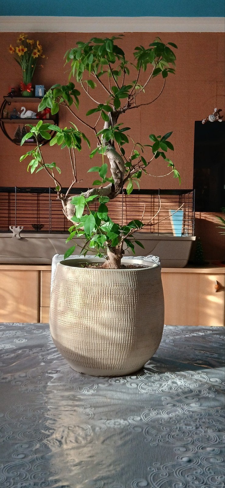 bonsaï, Jardin & Terrasse, Enlèvement