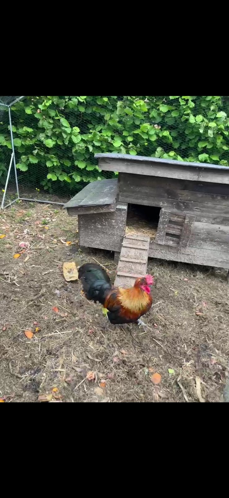 Gratis haan te herplaatsen - Voor grote buitenruimte, Dieren en Toebehoren, Pluimvee | Toebehoren, Zo goed als nieuw, Ophalen