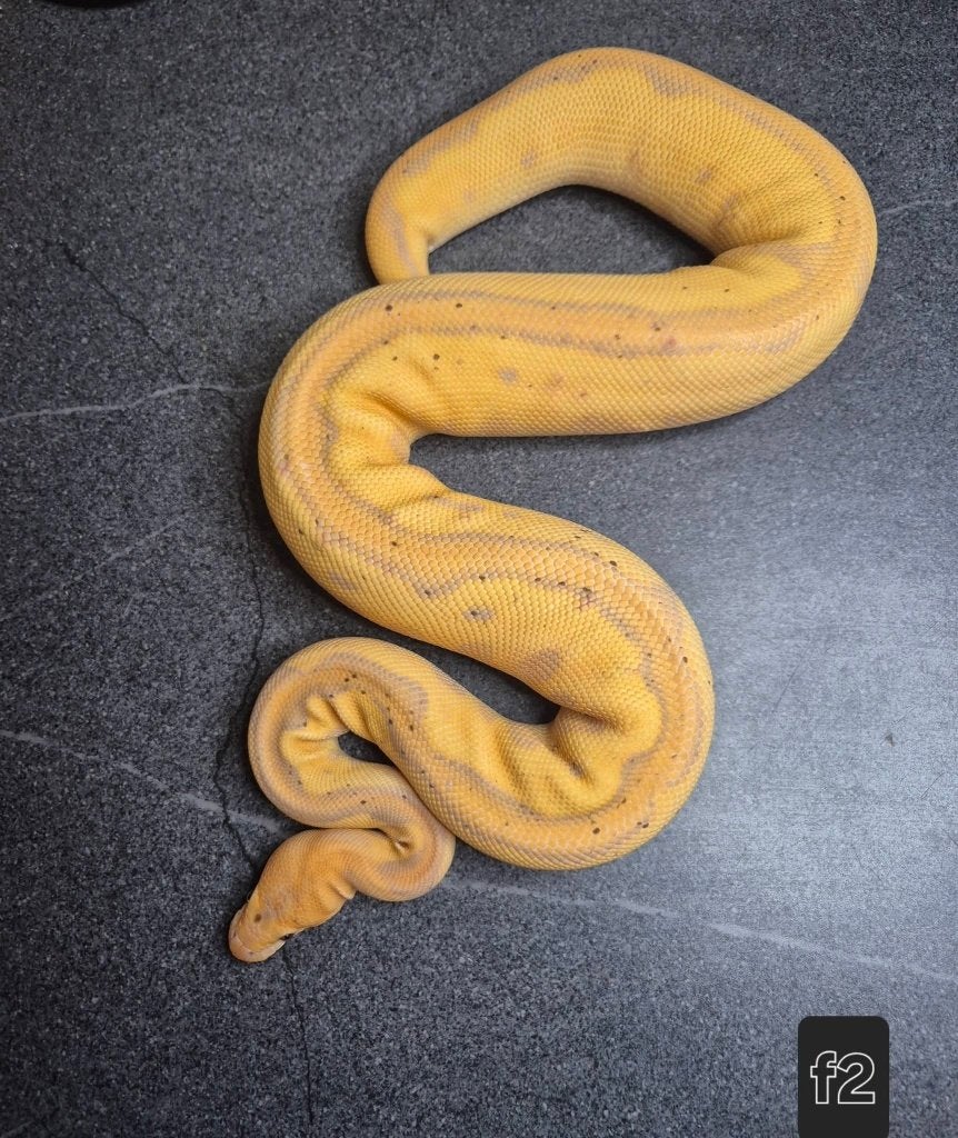Python regius Ball Python - unknown for sale from Thomas