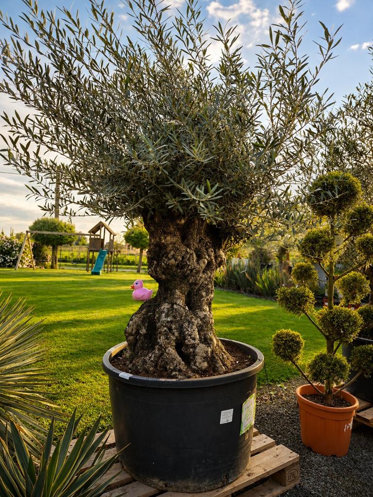 Olijfboom Olea Europaea Bonsai, Ophalen, Olijfboom
