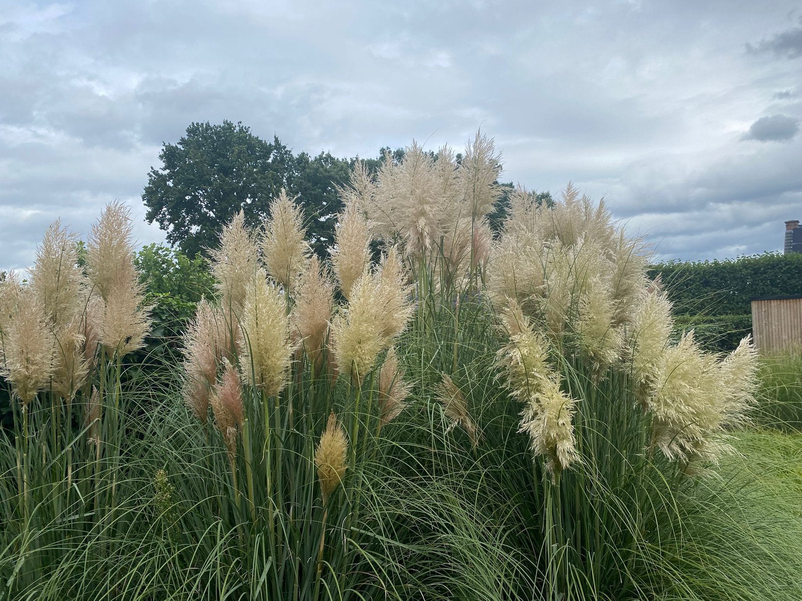 Pampas €1/ stuk, Jardin & Terrasse, Plantes | Jardin, Enlèvement