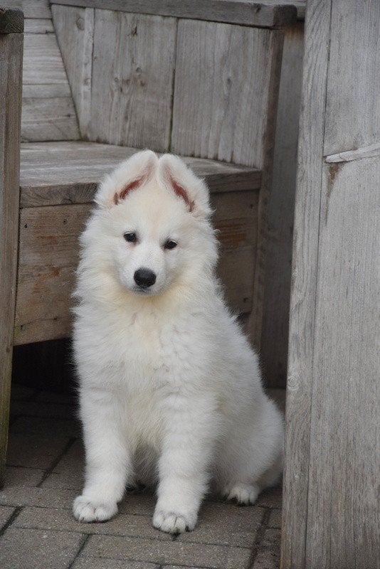 Prachtige langharige Zwitserse Witte Herder pup, Parvo, België, 8 tot 15 weken, Teef