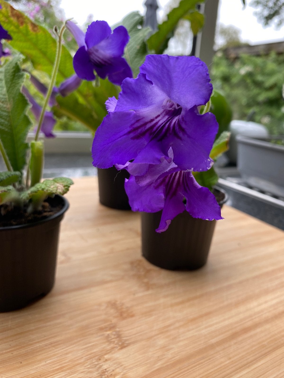 Streptocarpus rexii blue, Huis en Inrichting, Kamerplanten, Bloeiende kamerplant, Ophalen, In pot, Halfschaduw