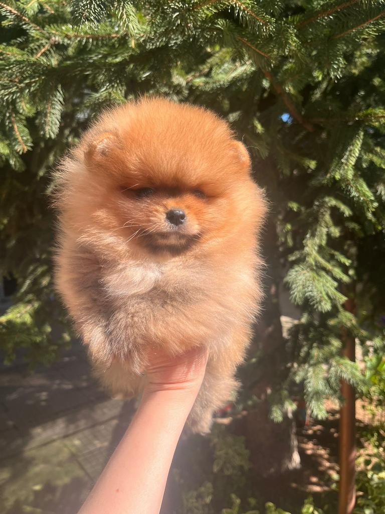 Prachtige mini pomeriaan pups ( bear face ), Dieren en Toebehoren, Parvo, België, Particulier, Keeshond