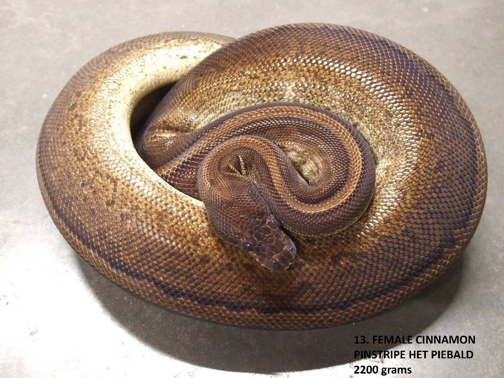 Koningspython halfwas en volwassen kweekdieren deel 1 Ball Python photo 13