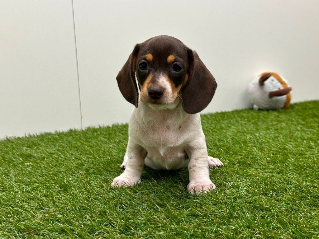 Nestje Gladharige Dwergteckel pups 2, België, CDV (hondenziekte), 8 tot 15 weken, Korthaar
