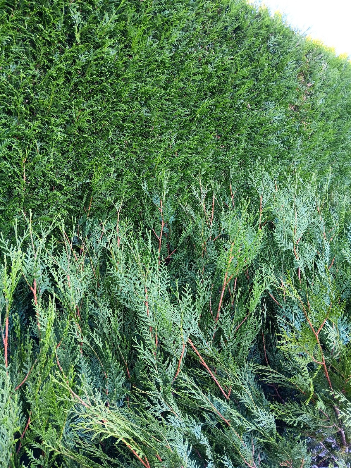 Thuya plicata atrovirens, Enlèvement, Conifère, Haie, 100 à 250 cm