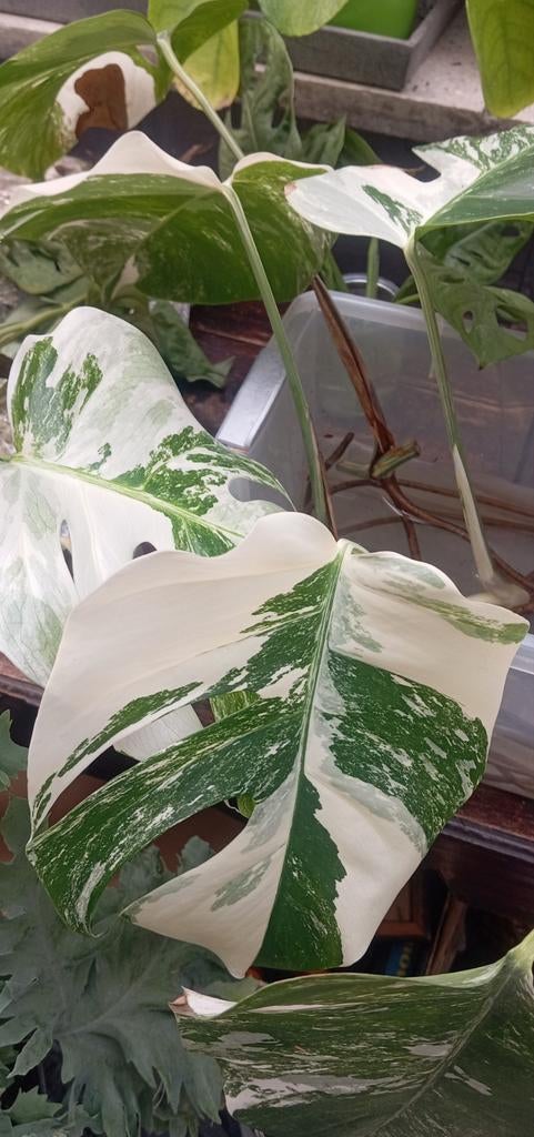 Monstera albo variegata, Ophalen