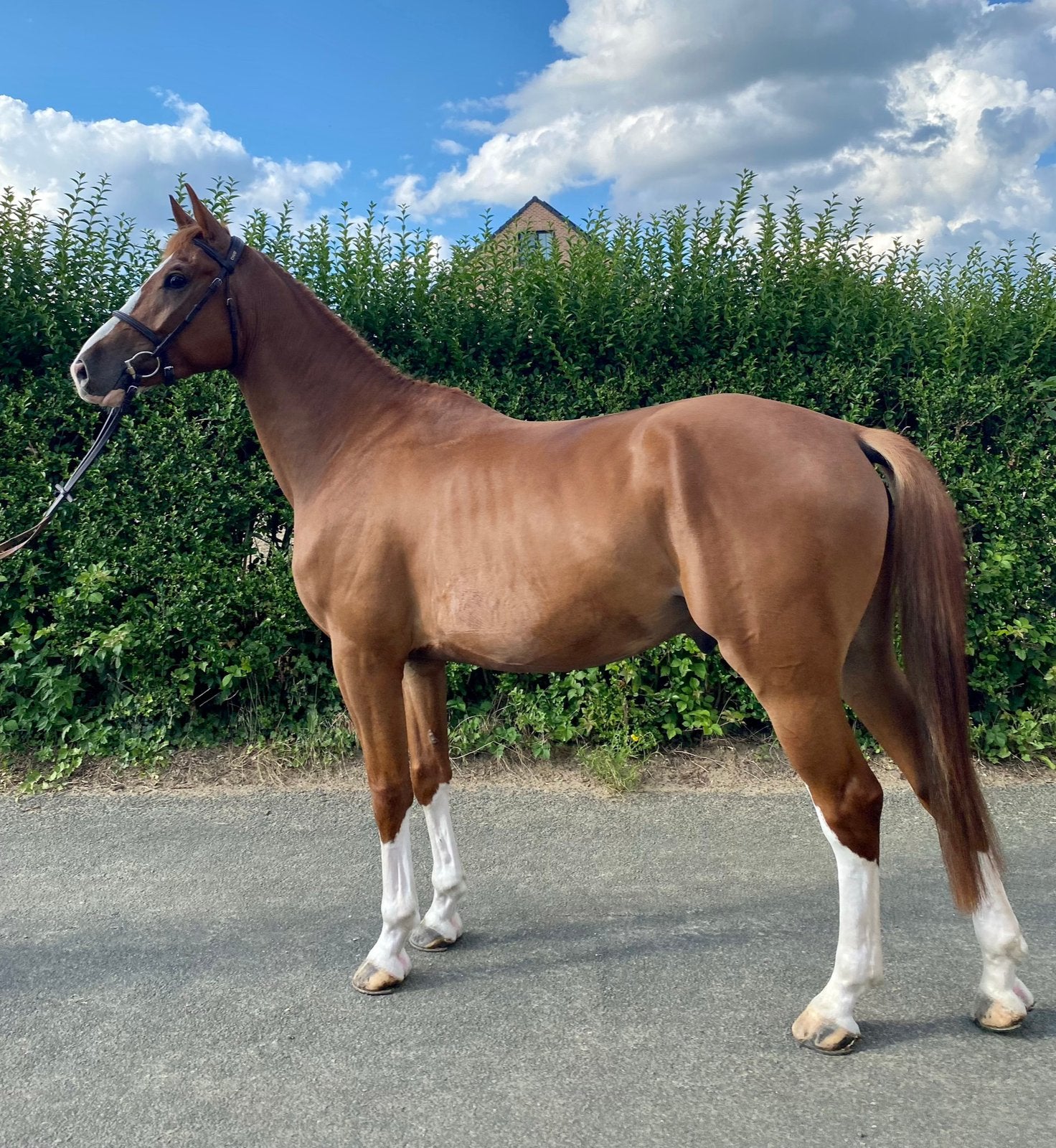 Springpaard gezocht!, Animaux & Accessoires, Chevaux, Cheval de saut