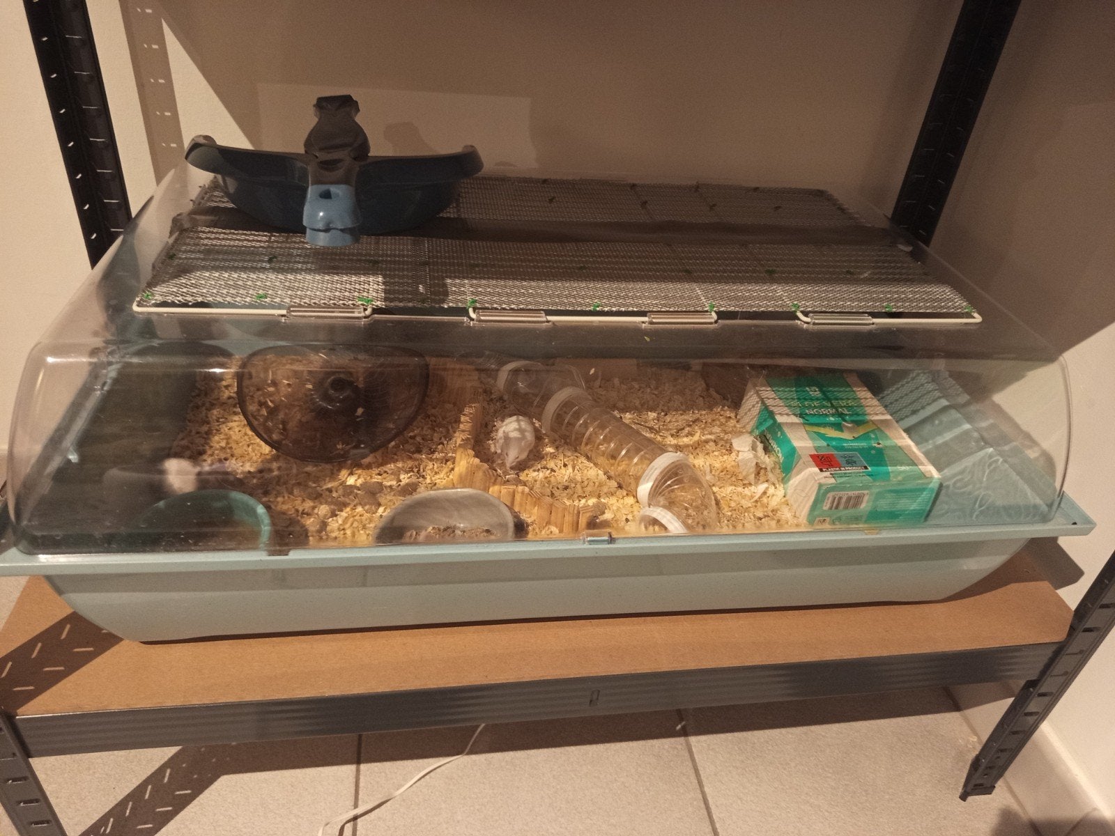 Alle muizen te koop V/M, Dieren en Toebehoren, Knaagdieren, Muis, Januari, Meerdere dieren, Tam