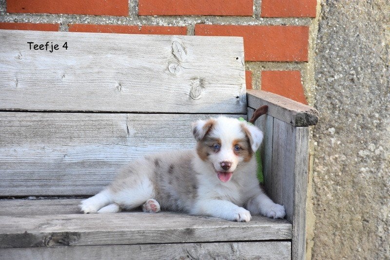Prachtige Border Collie pupjes, Colley, Plusieurs, Hépatite contagieuse (maladie de Rubarth), Belgique