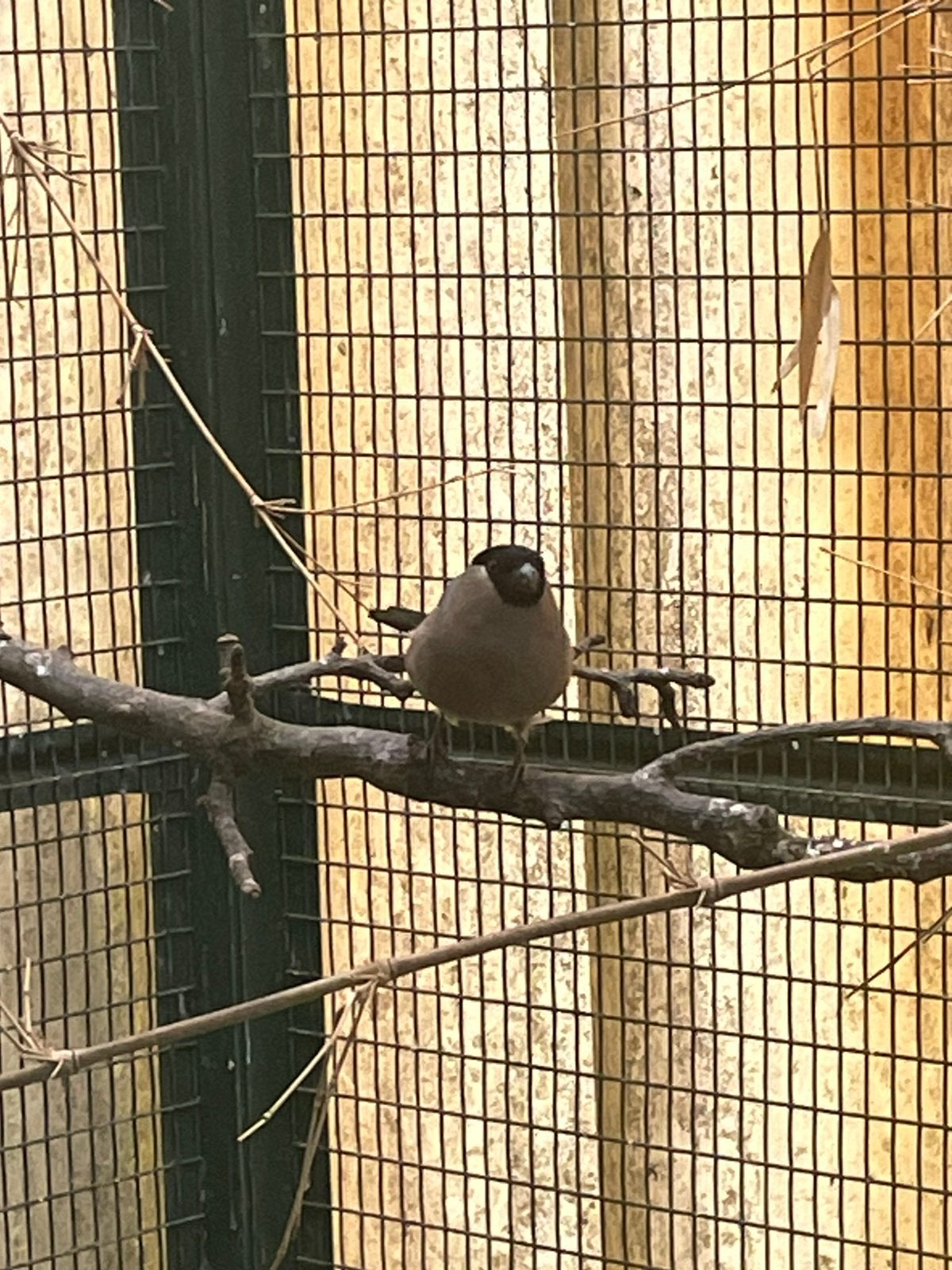 Femelle bouvreuils, Vrouwelijk, Wildzangvogel, Geringd