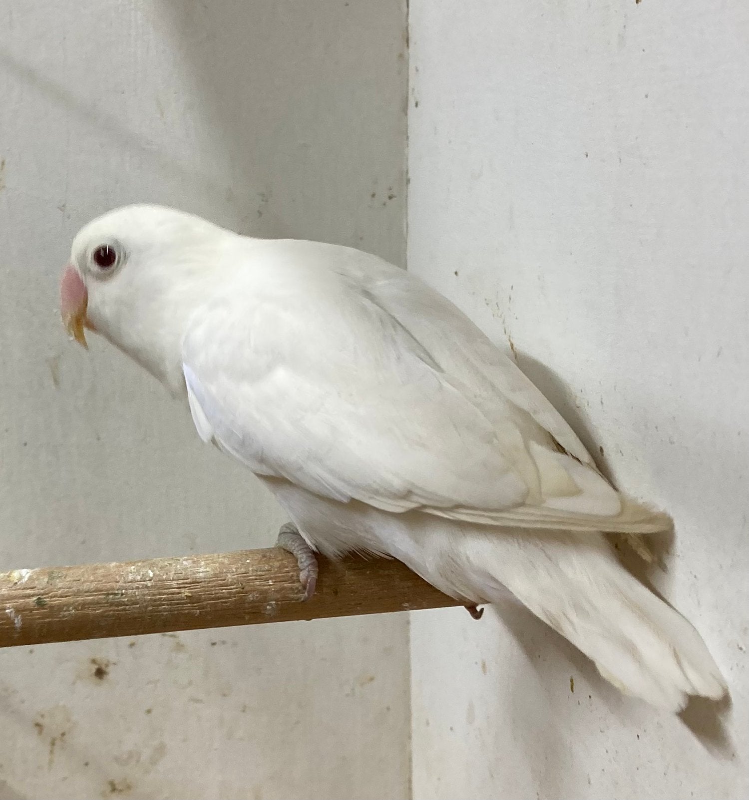 Fischeri,  albino man 2020, Dieren en Toebehoren, Vogels | Parkieten en Papegaaien, Mannelijk, Dwergpapegaai of Agapornis, Geringd